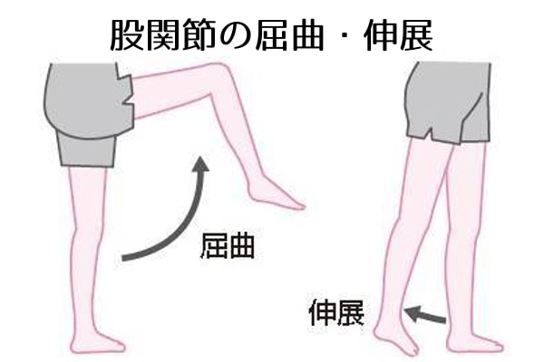 股関節の屈曲・伸展