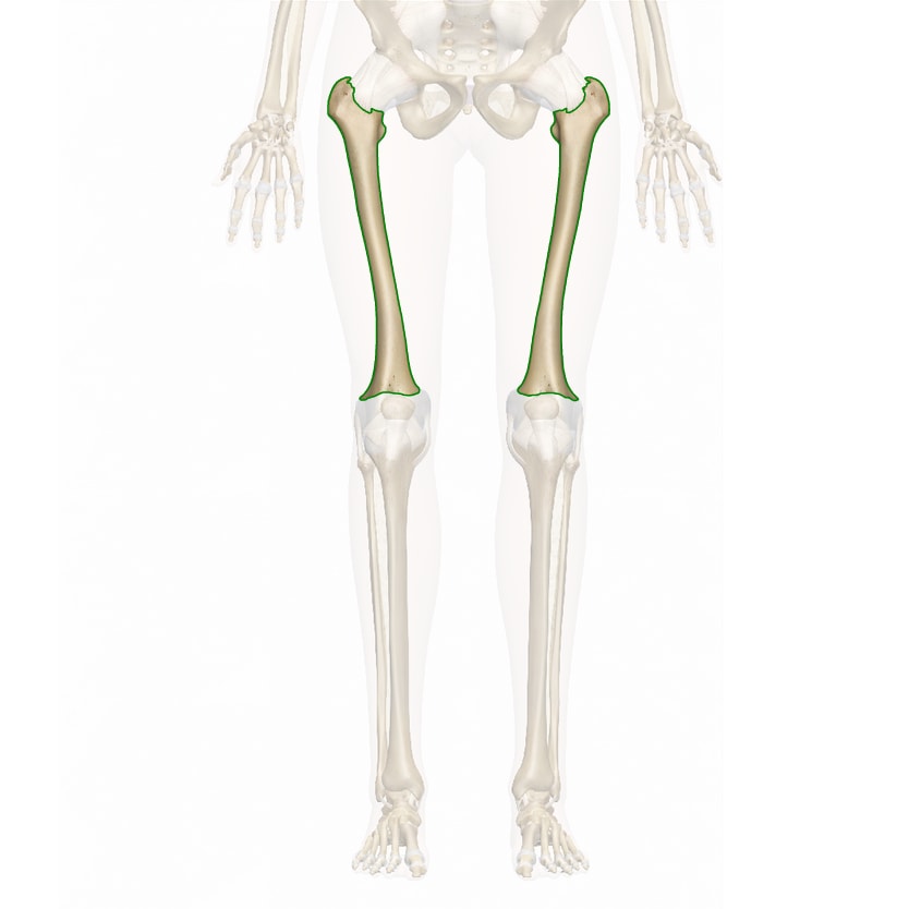 Femur