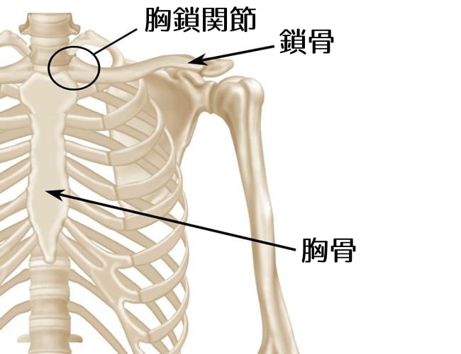 胸鎖関節