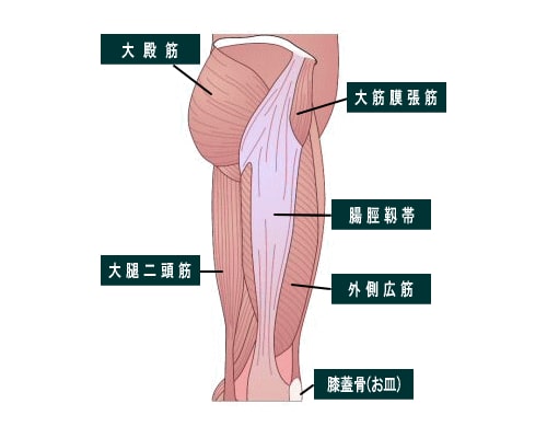 外側広筋肉-腸脛靭帯
