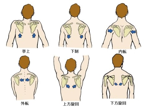 肩甲骨の動き1