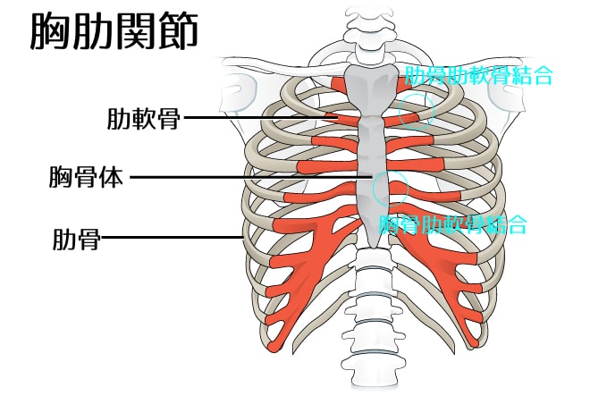 胸肋関節