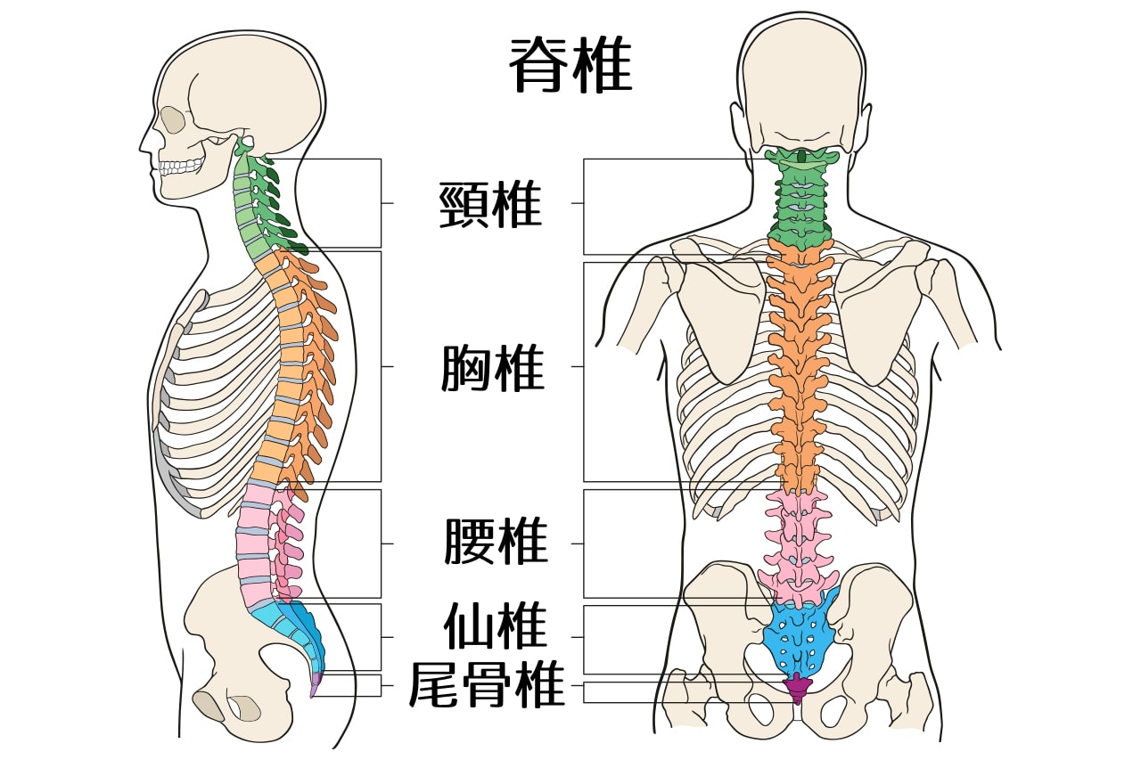 脊椎2