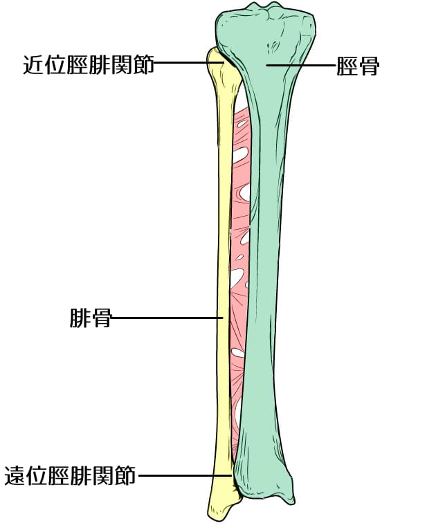 tibiofibular joint