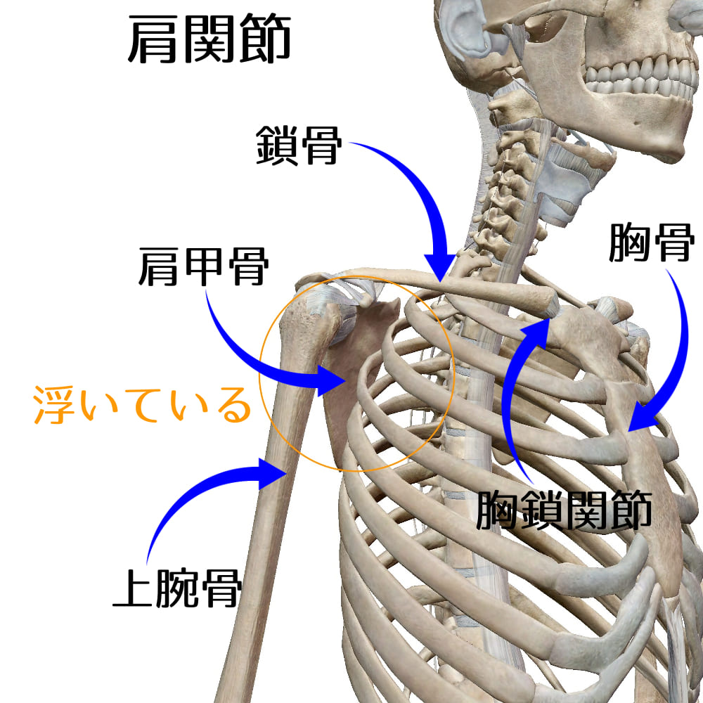 肩関節1