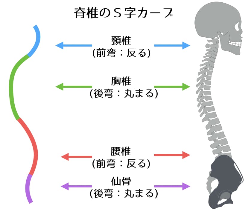 脊椎のＳ字カーブ