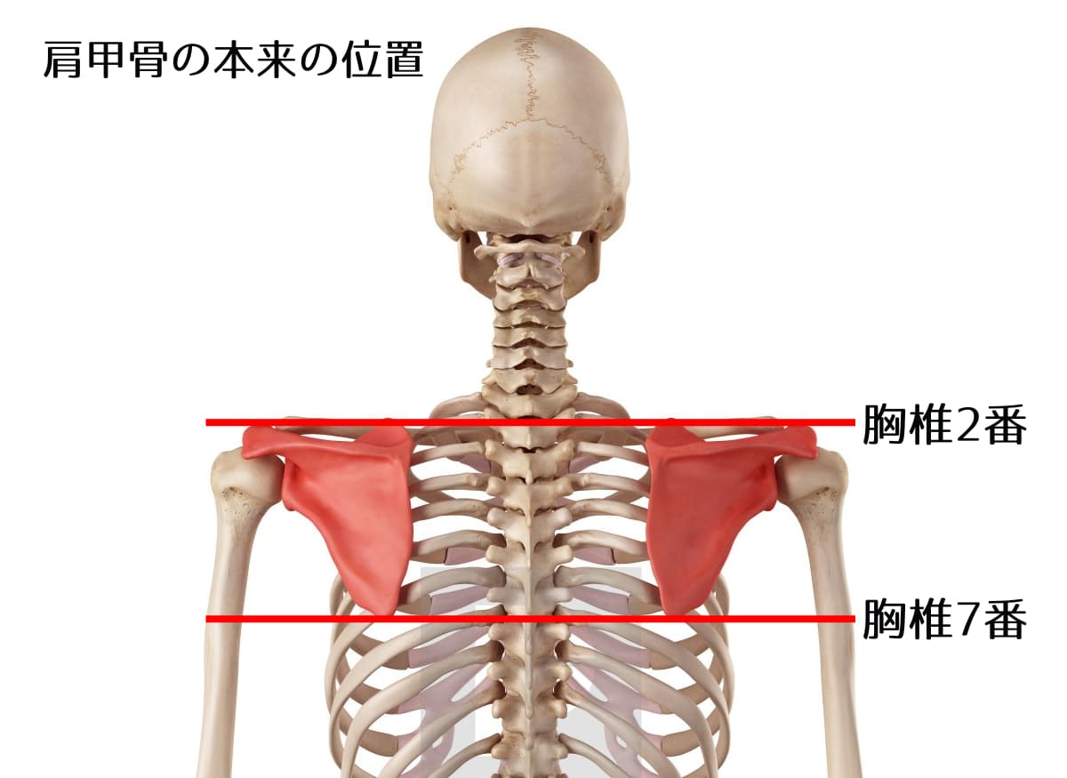 肩甲骨の本来の位置