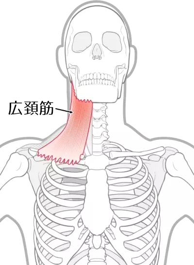広頚筋